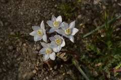 Muilla coronata