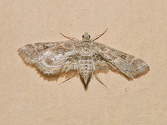 Parapoynx affinialis