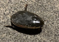 Cybister tripunctatus