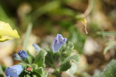 Echium parviflorum