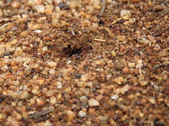 Tetramorium sericeiventre