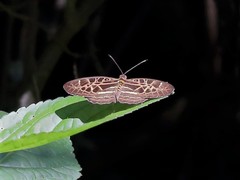 Catuna crithea