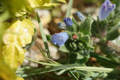 Echium parviflorum