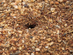 Tetramorium sericeiventre