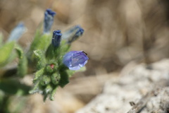 Echium parviflorum