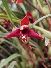 Maxillaria tenuifolia