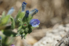 Echium parviflorum