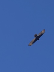 Cathartes aura