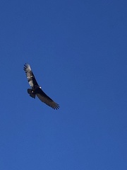Cathartes aura