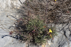 Alyssoides utriculata