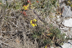 Alyssoides utriculata