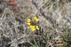 Alyssoides utriculata