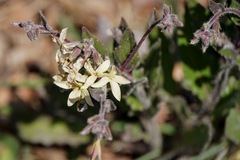 Hesperis laciniata