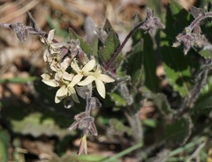 Hesperis laciniata