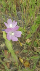 Sidalcea diploscypha