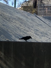 Corvus brachyrhynchos