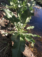 Rumex obtusifolius