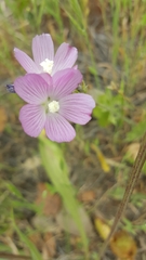 Sidalcea diploscypha
