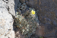 Resetnikia triquetra