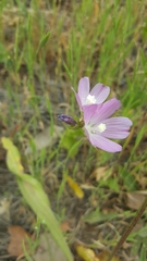 Sidalcea diploscypha