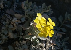 Resetnikia triquetra