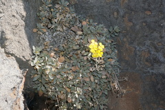 Resetnikia triquetra