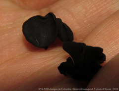 Cordieritidaceae
