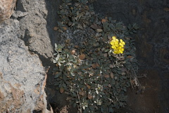Resetnikia triquetra
