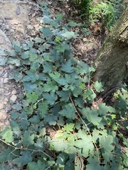 Rubus reflexus hui