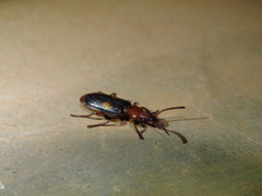 Macrocheilus