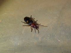 Macrocheilus