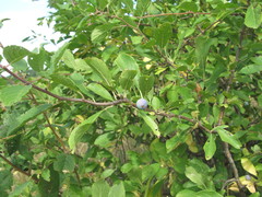 Prunus spinosa dasyphylla