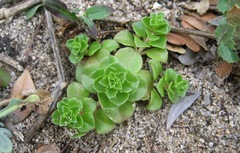 Phedimus stellatus