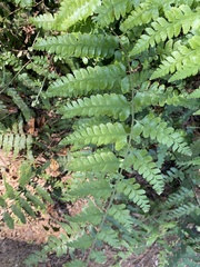 Microlepia krameri