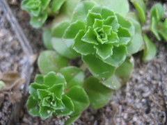 Phedimus stellatus
