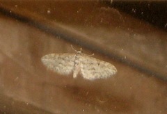 Eupithecia oxycedrata