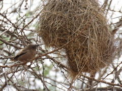 Pseudonigrita arnaudi