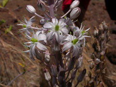 Drimia hesperia image