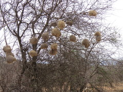 Pseudonigrita arnaudi