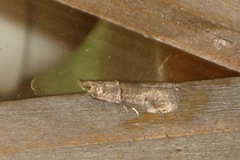 Acrobasis obliqua