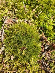 Flexitrichum gracile