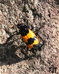 Nicrophorus olidus