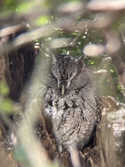 Megascops asio mccallii