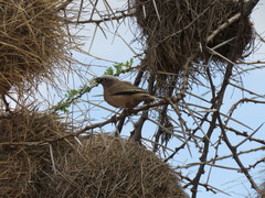 Pseudonigrita arnaudi