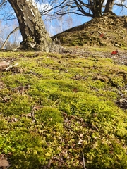 Flexitrichum gracile