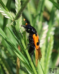Nicrophorus olidus