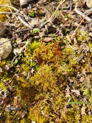 Campylophyllopsis calcarea