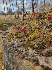 Campylophyllopsis calcarea