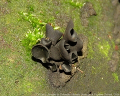 Cordieritidaceae