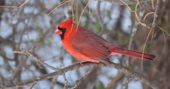 Cardinalis cardinalis